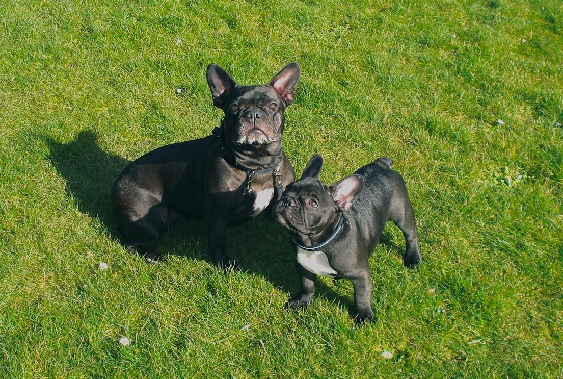 Fransk bulldog Alberte - leger med min nye lillebror billede 10
