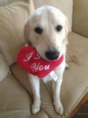 Golden retriever krumme billede 2