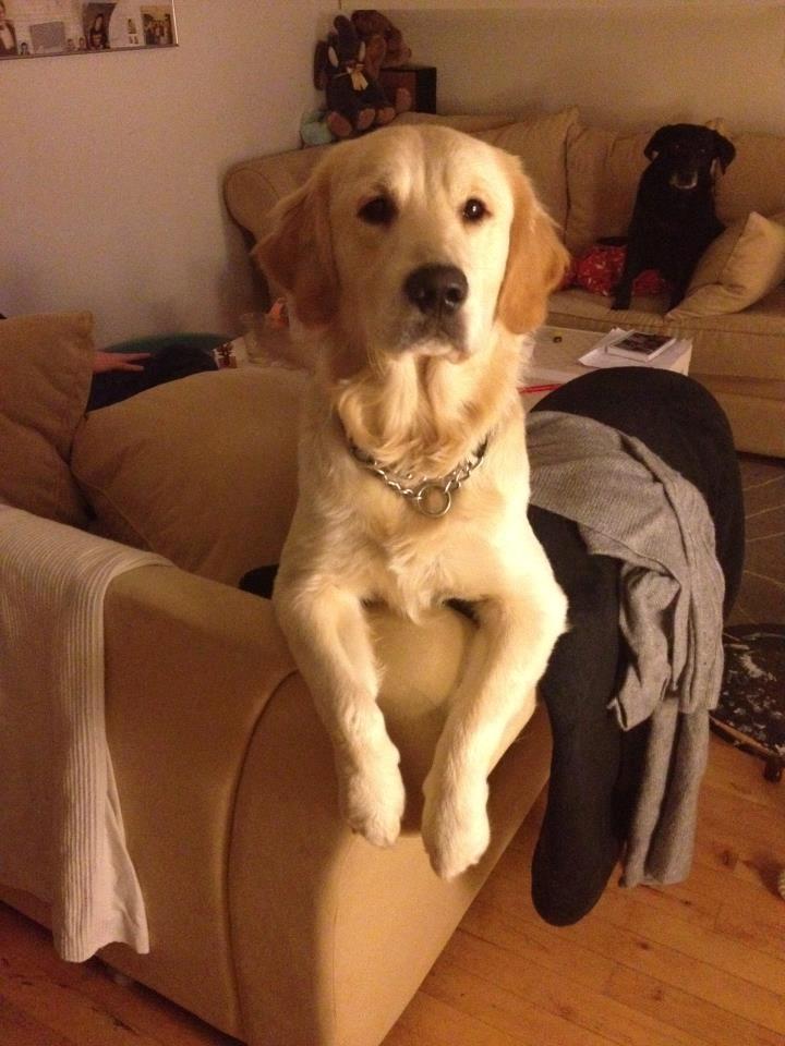 Golden retriever krumme billede 1