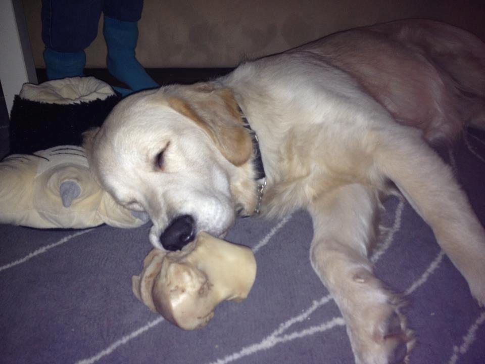 Golden retriever krumme billede 3