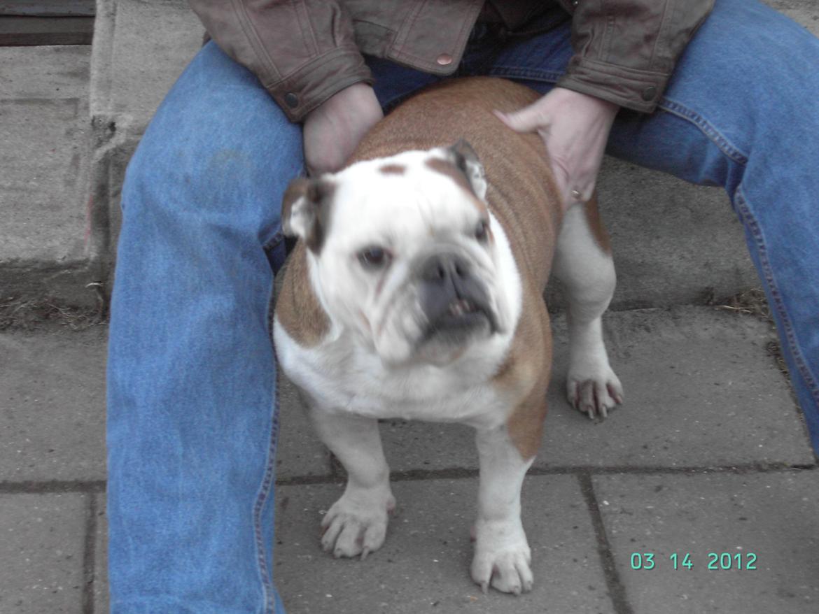 Engelsk bulldog Trunte R.i.p D25/5-2015 billede 2