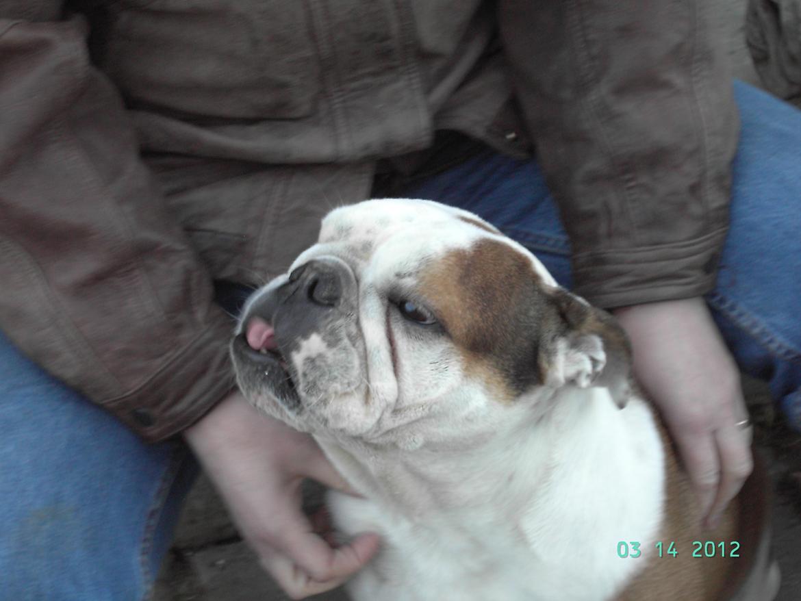 Engelsk bulldog Trunte R.i.p D25/5-2015 billede 1
