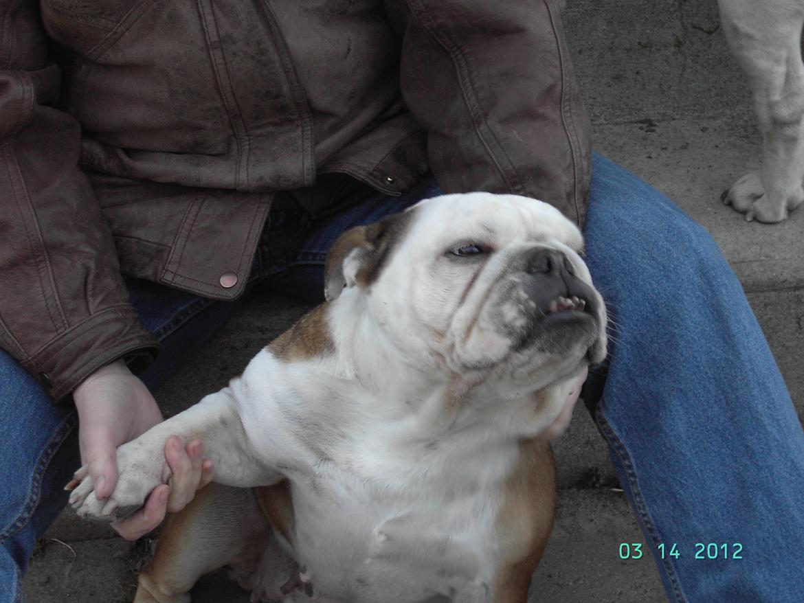 Engelsk bulldog Trunte R.i.p D25/5-2015 - så bliver der hygget billede 3