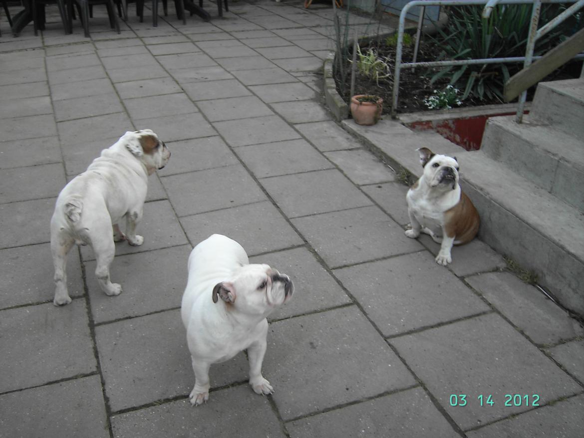 Engelsk bulldog Trunte R.i.p D25/5-2015 - Her er så alle mine bulldog's billede 4