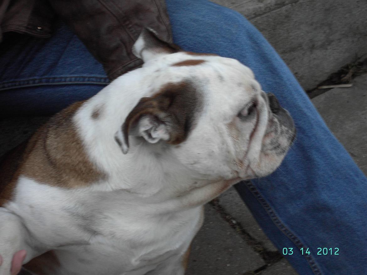 Engelsk bulldog Trunte R.i.p D25/5-2015 billede 5