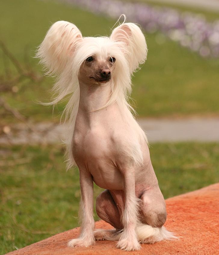 Chinese crested hårløs Silas - Silas sidder og nyder en let forårsbrise :)
*24/3-12* billede 34