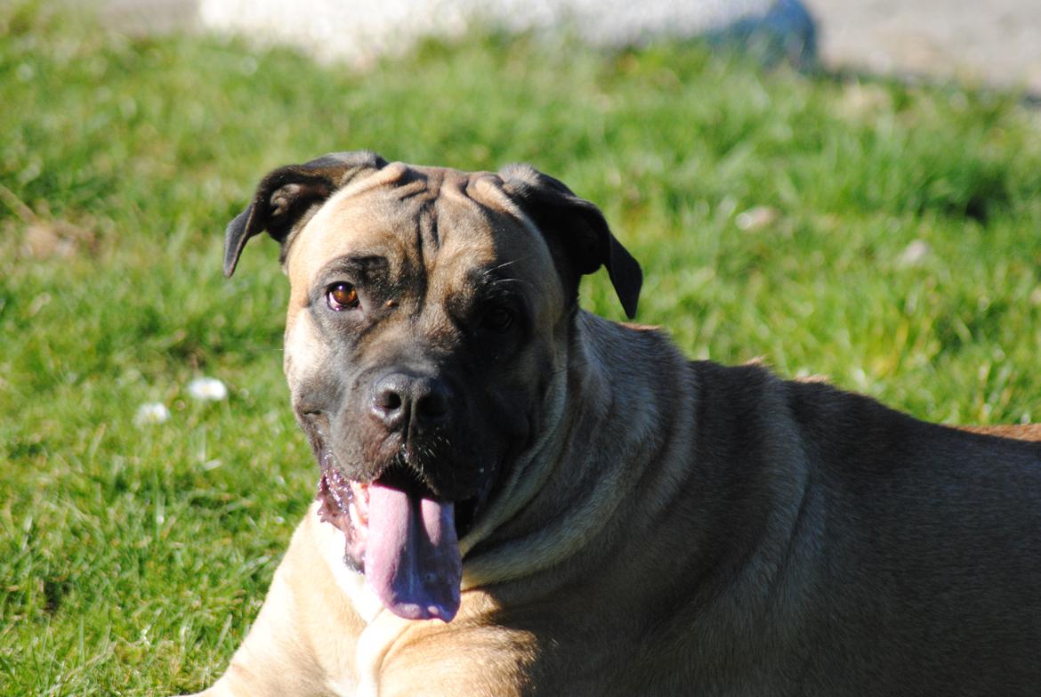 Cane corso Rimmer`s Cane Corso Silva  - Jeg elsker dig :) billede 16