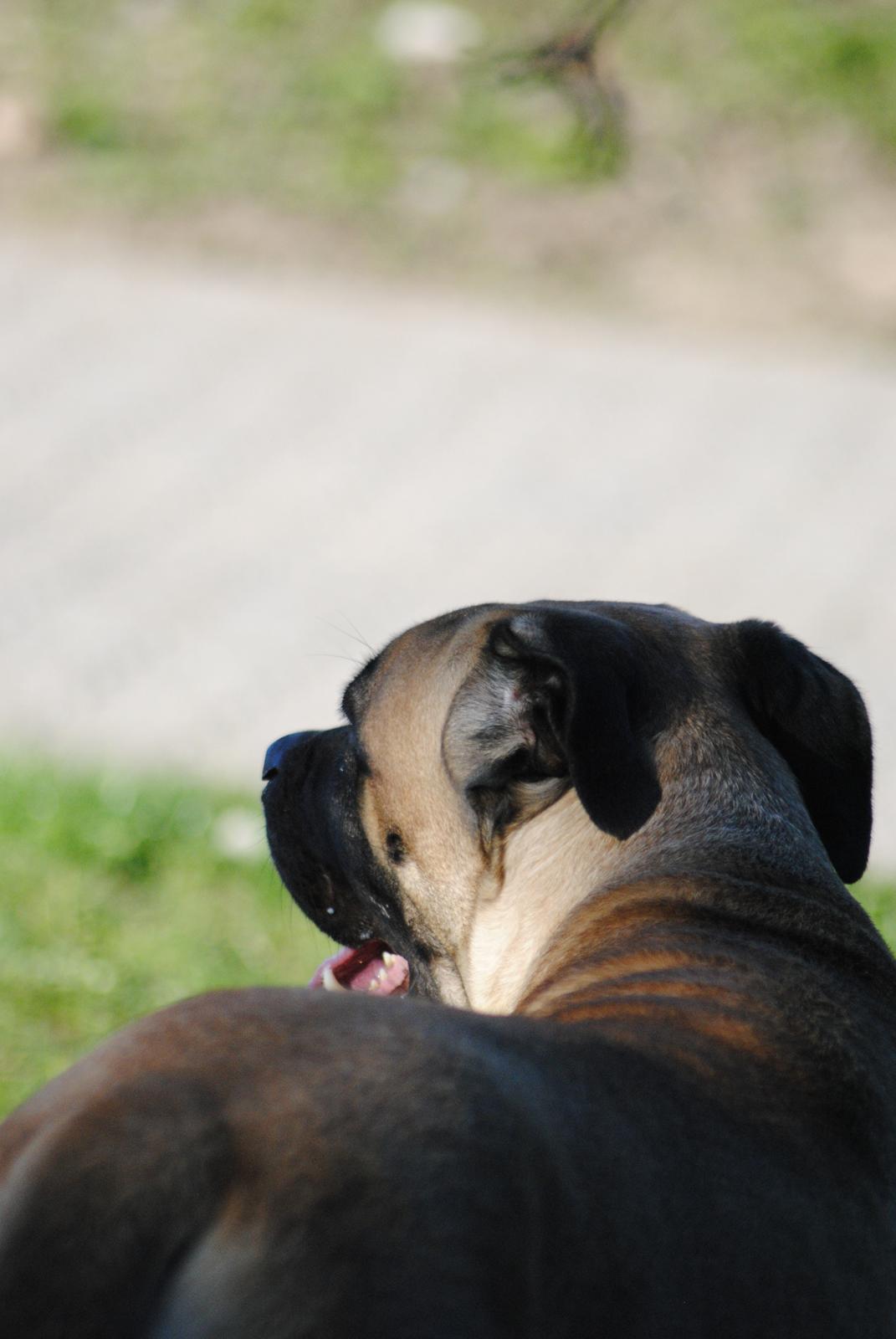 Cane corso Rimmer`s Cane Corso Silva  - Skyggen af verdens bedste hund :) billede 17