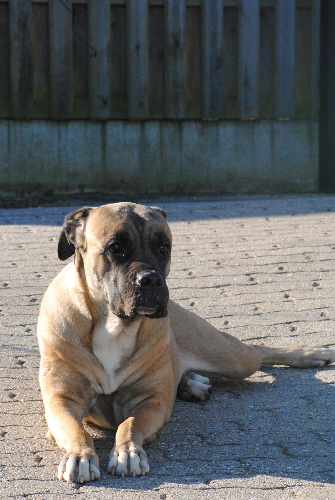 Cane corso Rimmer`s Cane Corso Silva  billede 9