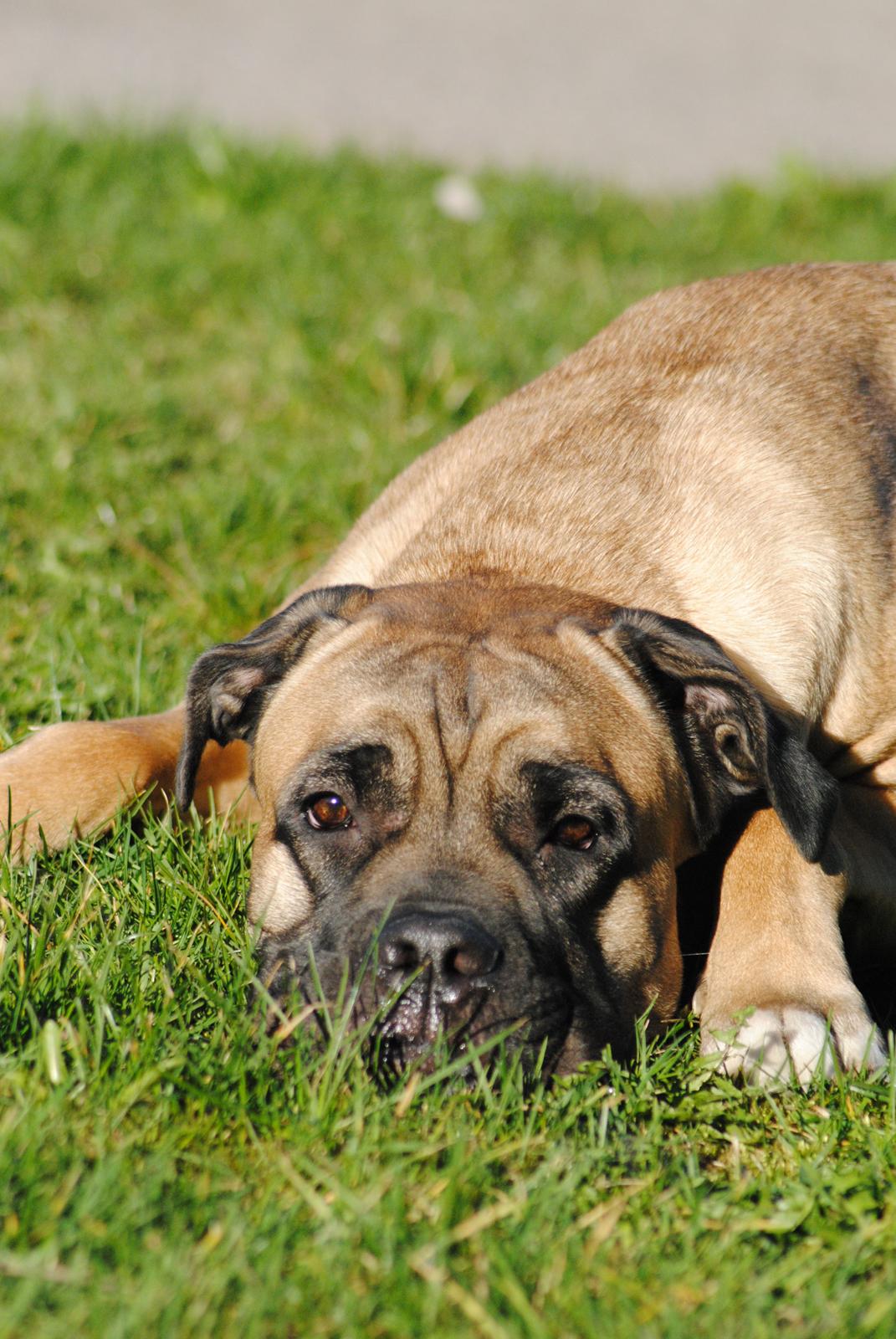 Cane corso Rimmer`s Cane Corso Silva  billede 4