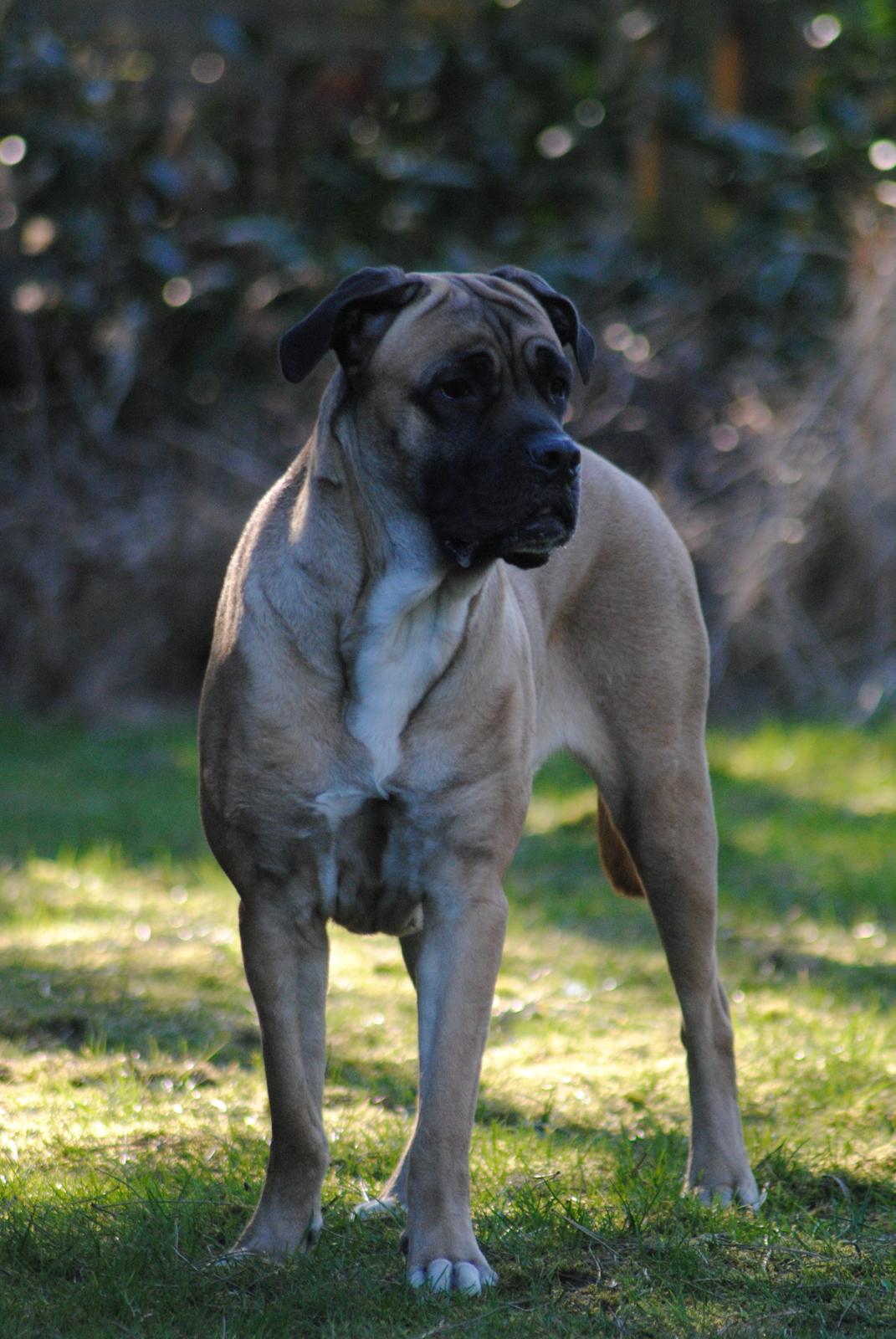 Cane corso Rimmer`s Cane Corso Silva  - Velkommen til Silva :) billede 1