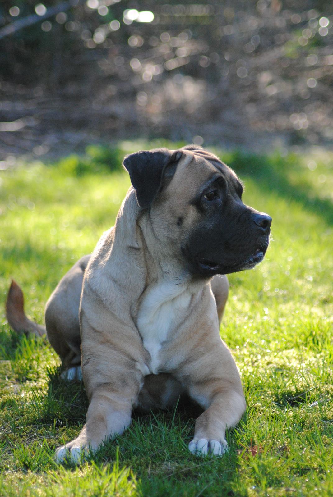 Cane corso Rimmer`s Cane Corso Silva  billede 18