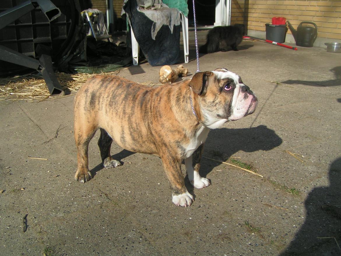 Engelsk bulldog Aurora "Fru. Flemming" billede 11