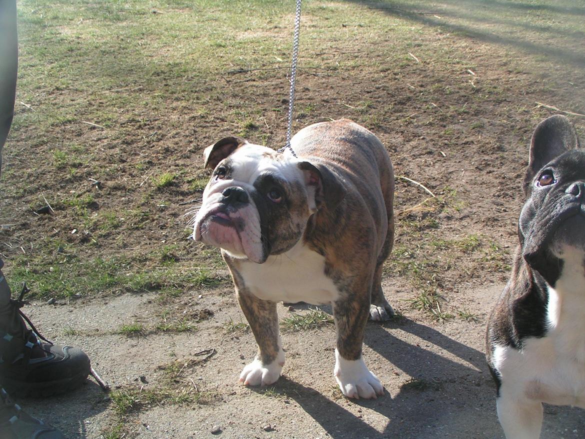 Engelsk bulldog Aurora "Fru. Flemming" billede 12