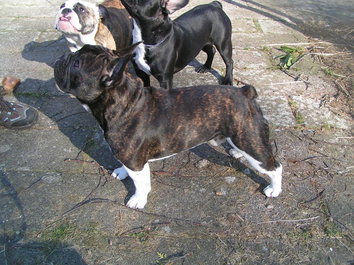 Fransk bulldog Armani "Dyson" billede 15