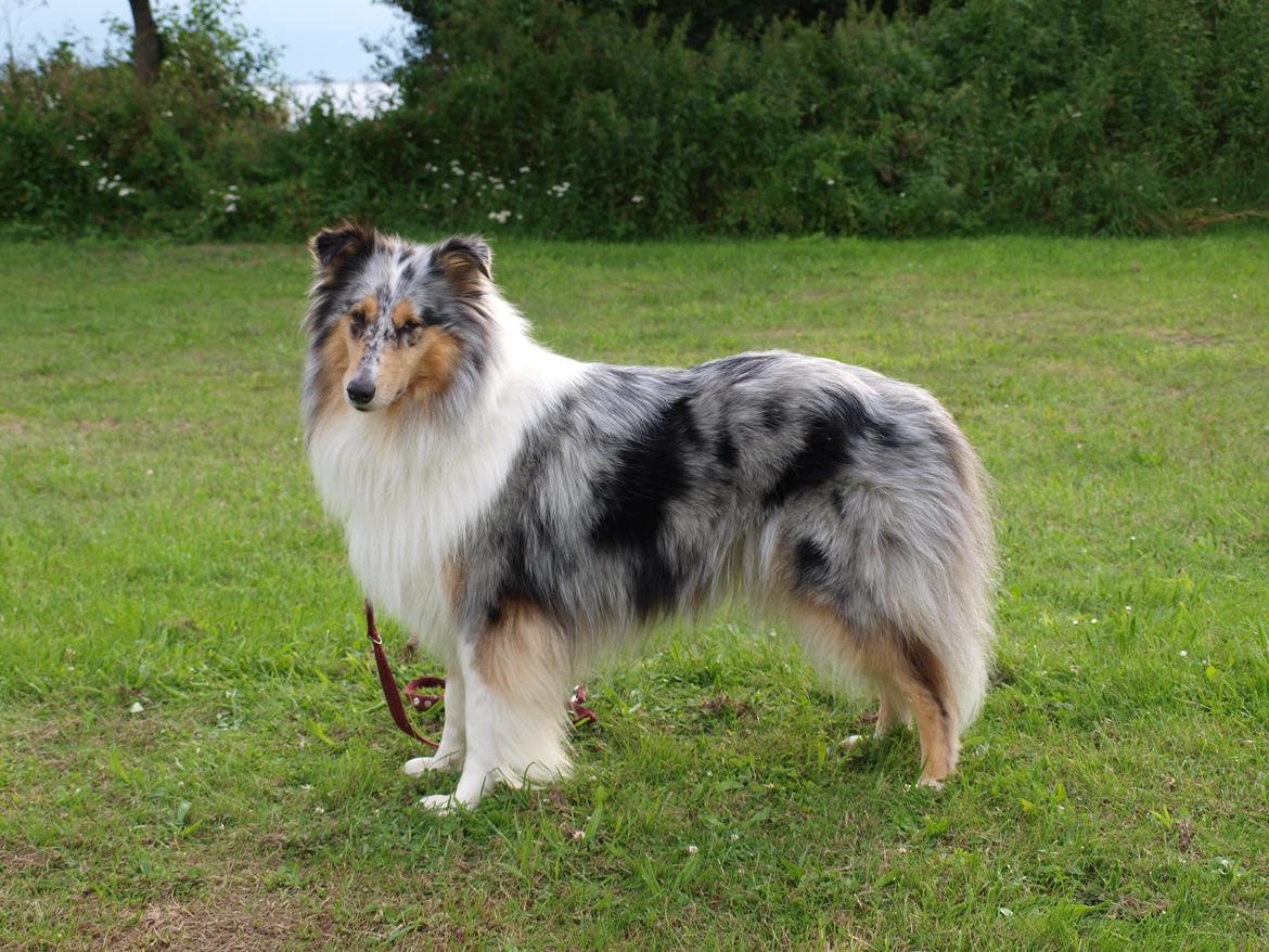 Collie langhåret Nitopets Lighting Lindsey billede 1