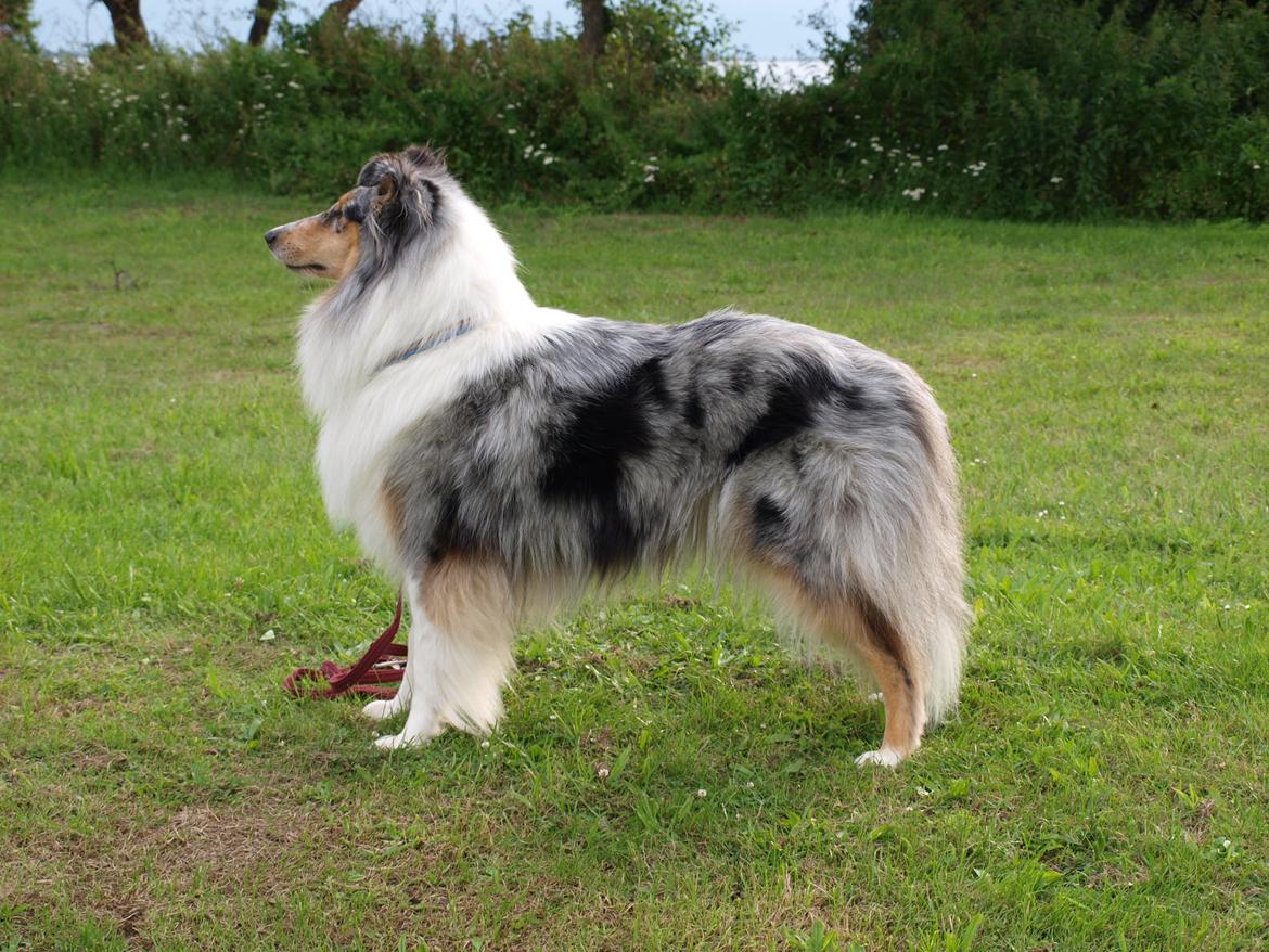 Collie langhåret Nitopets Lighting Lindsey billede 2