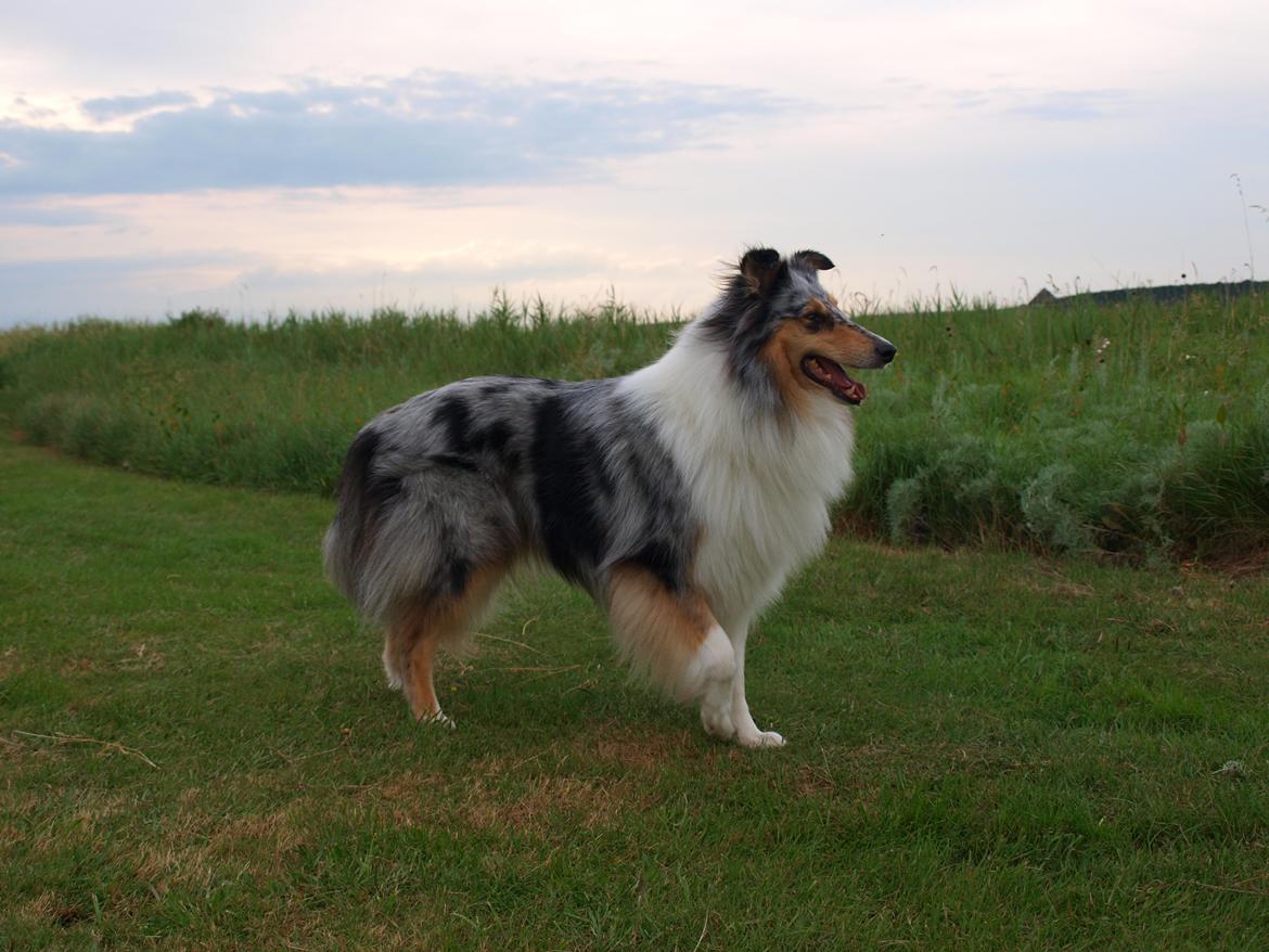 Collie langhåret Nitopets Lighting Lindsey billede 3