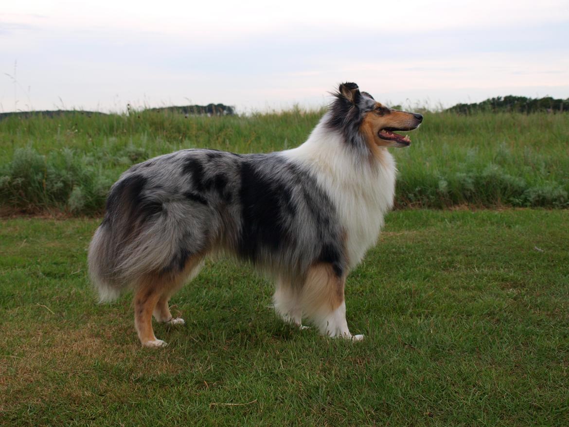 Collie langhåret Nitopets Lighting Lindsey billede 4