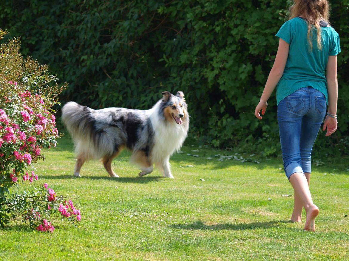 Collie langhåret Nitopets Lighting Lindsey billede 5