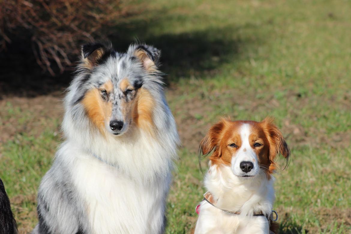 Collie langhåret Nitopets Lighting Lindsey billede 6