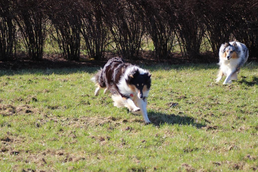 Collie langhåret Nitopets Lighting Lindsey billede 7