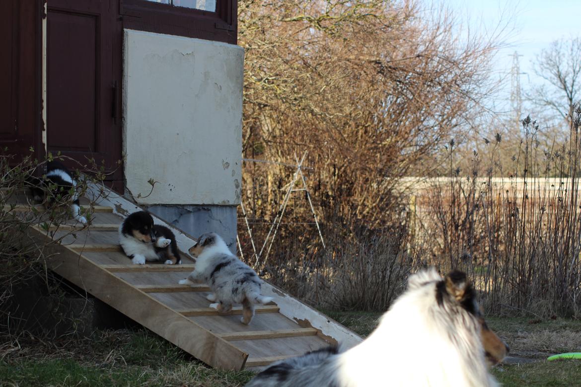 Collie langhåret Nitopets Lighting Lindsey - Lindsey fik 9 hvalpe 13/3 2012
Der er stadig en tæve og tre hanner til salg fra dette kuld billede 8