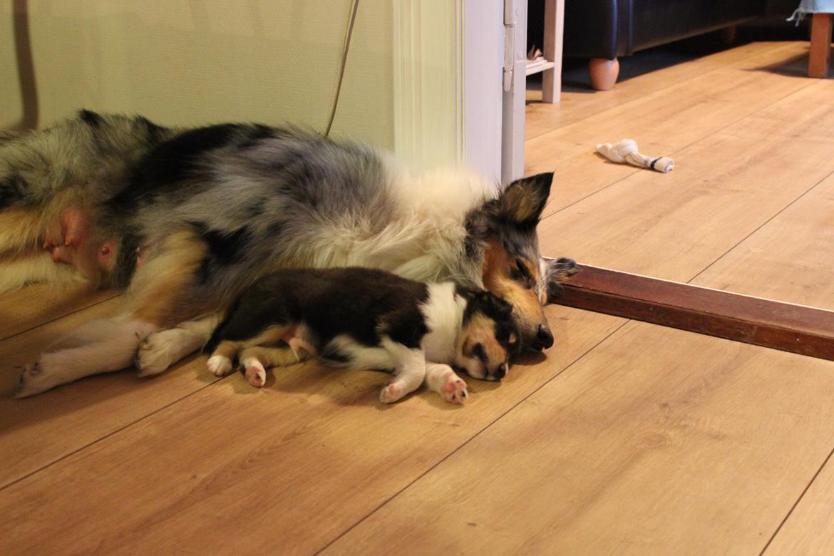 Collie langhåret Nitopets Lighting Lindsey - Lindsey fik 9 hvalpe 13/3 2012
Der er stadig en tæve og tre hanner til salg fra dette kuld billede 9