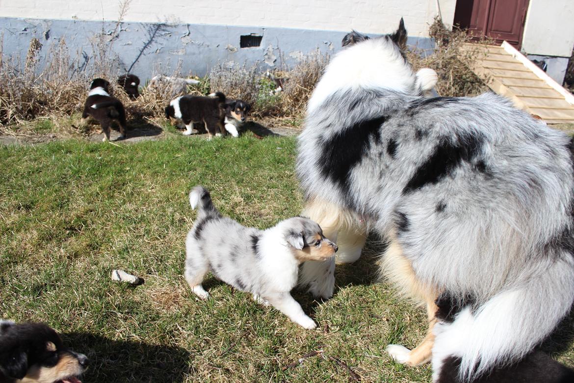 Collie langhåret Nitopets Lighting Lindsey billede 10