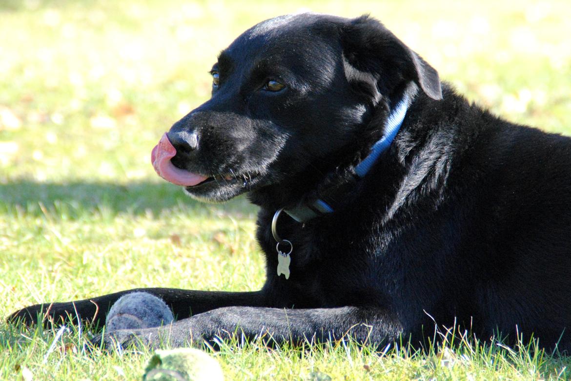 Labrador retriever Newton <3 - Newton hygger i haven 25-03-2012 :-) billede 8