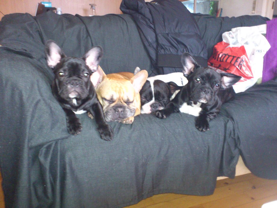 Fransk bulldog Bjarne - Familie hygge :) billede 16