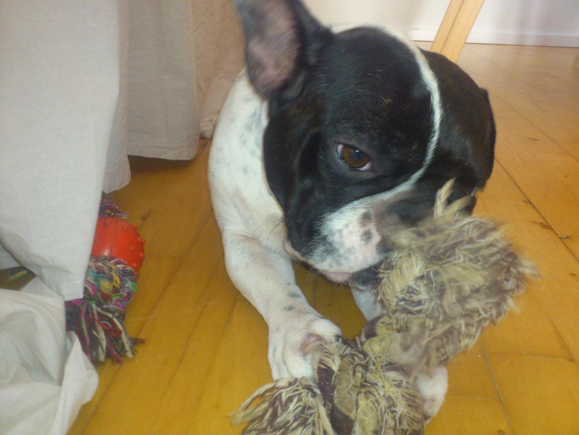 Fransk bulldog Bjarne - Så er det legetid billede 9