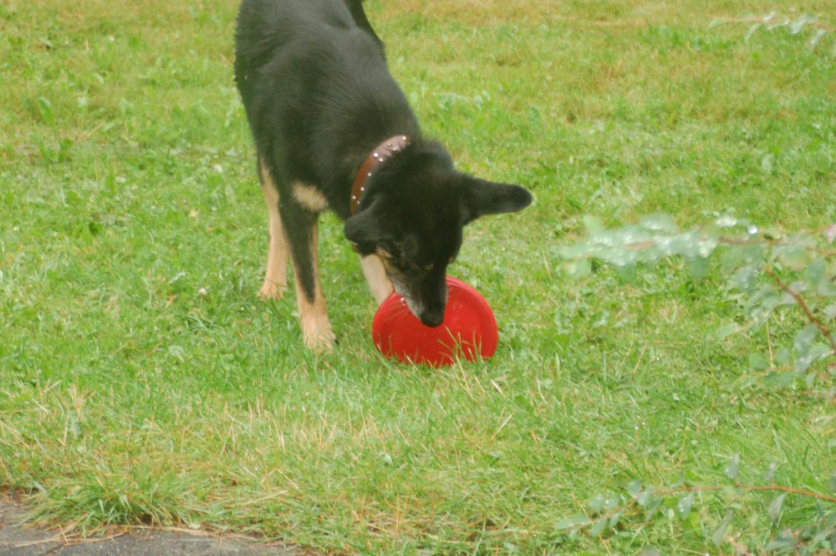 Blanding af racer Kovo <3 billede 12