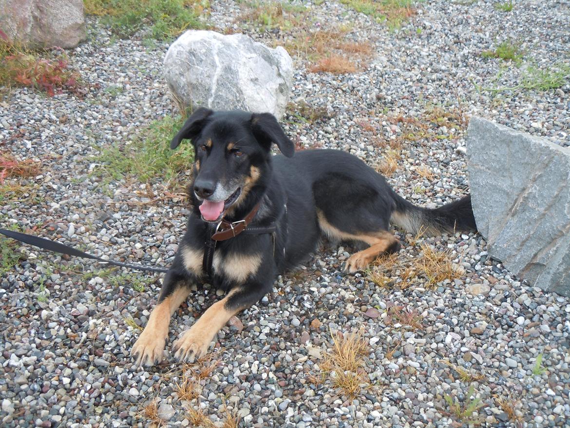 Blanding af racer Kovo <3 billede 13