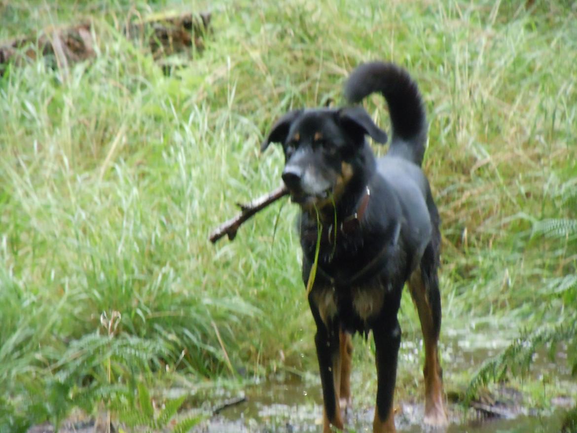 Blanding af racer Kovo <3 - Selv om man er 10 år, så kan man sagtens lege med pind! billede 14
