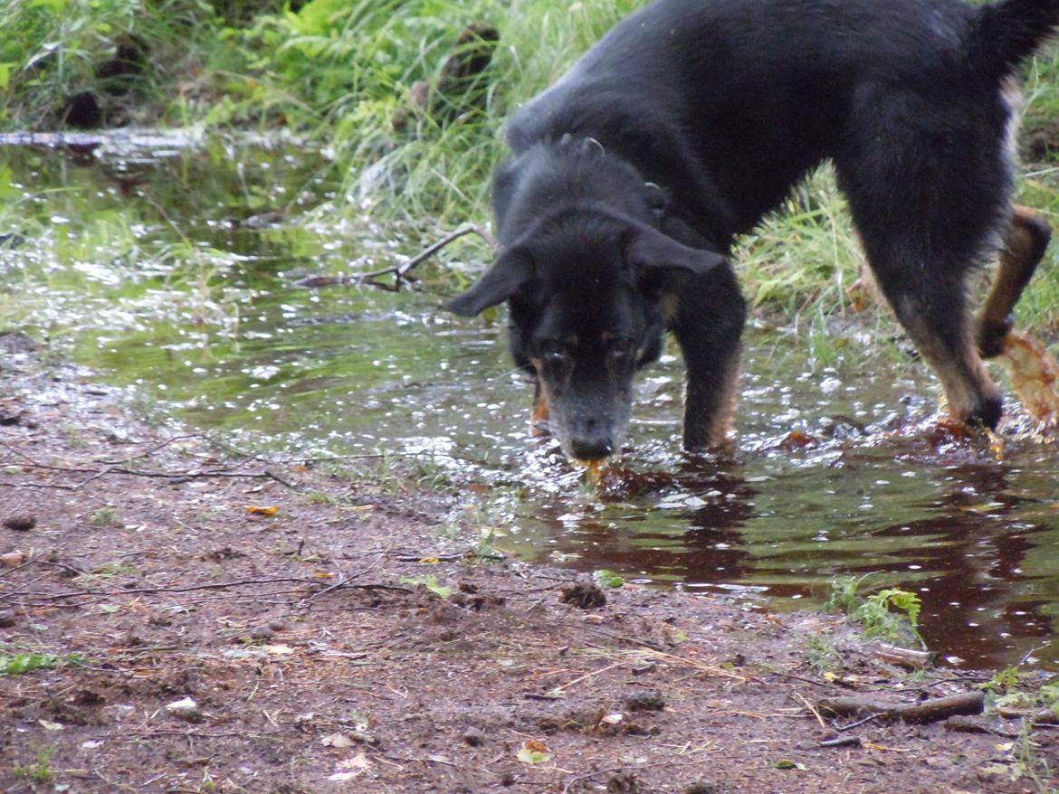 Blanding af racer Kovo <3 billede 15