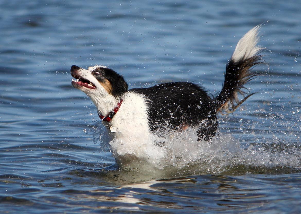 Border collie Tia - 12 år billede 11