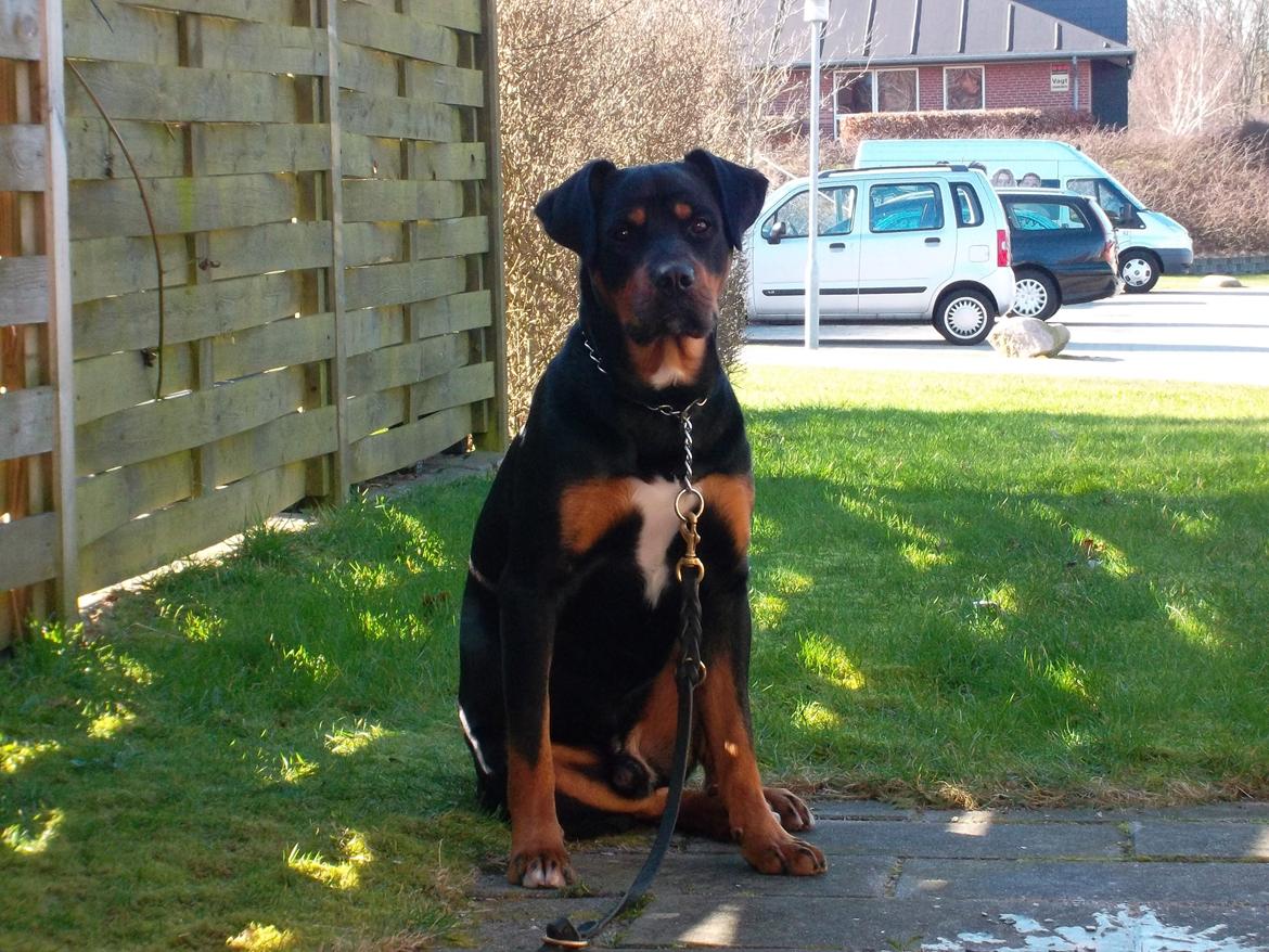 Blanding af racer Tyson (Rottweiler/Berner sennen) - Så er han ude i haven :) billede 16