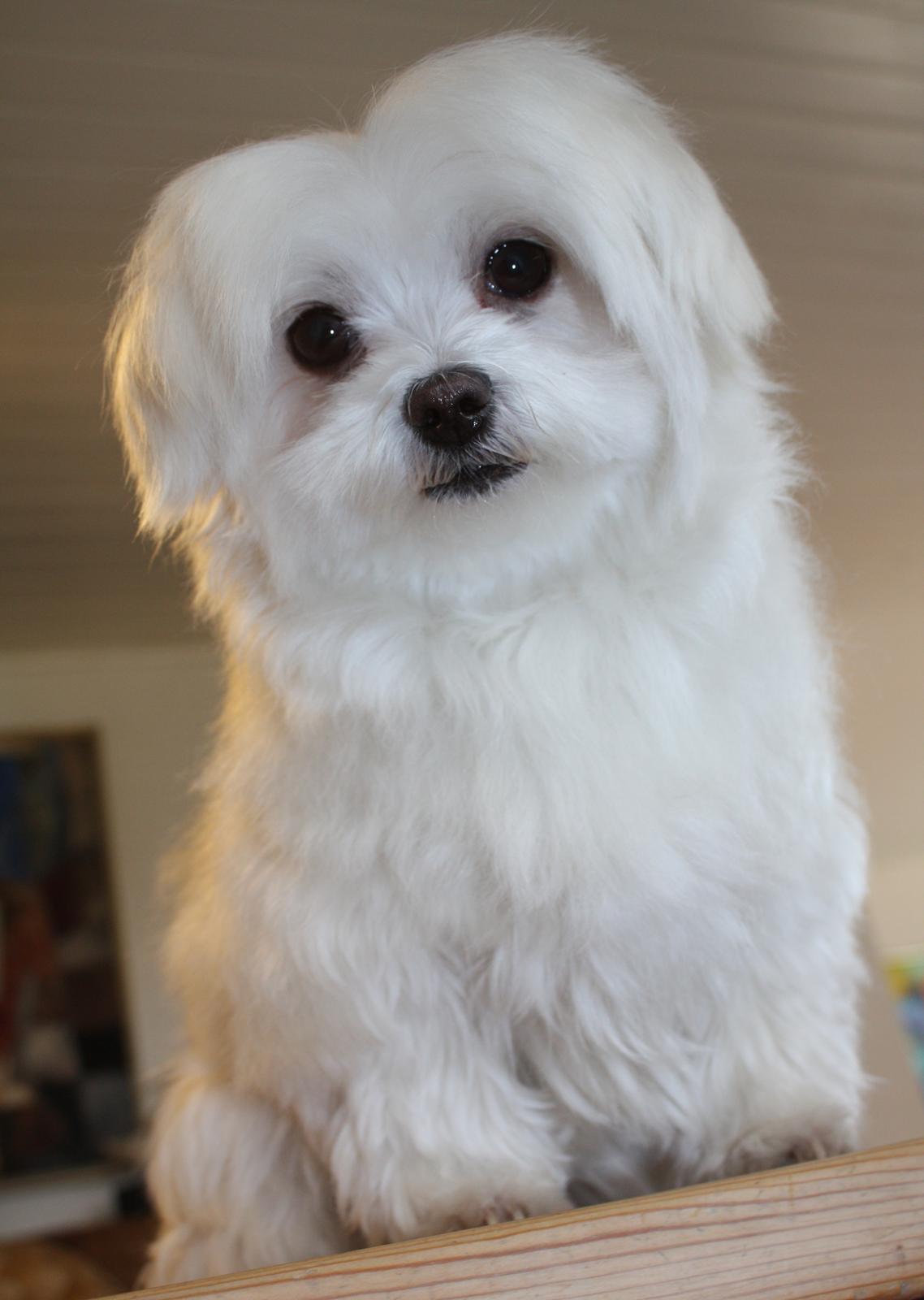 Malteser Cleo (15,5 år) - Cleo hygger sig på spisebordet - 6 år gammel billede 18