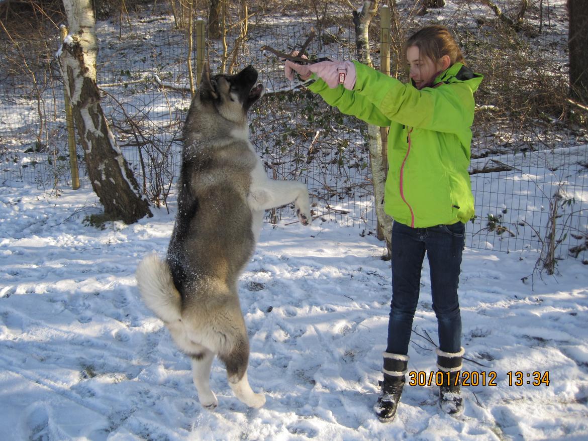 American Akita Mufti billede 15