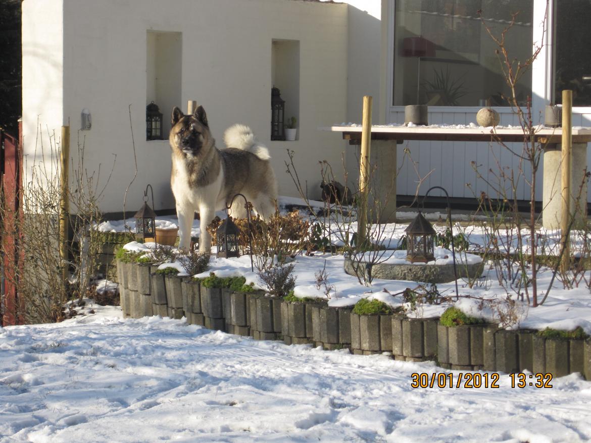 American Akita Mufti billede 16