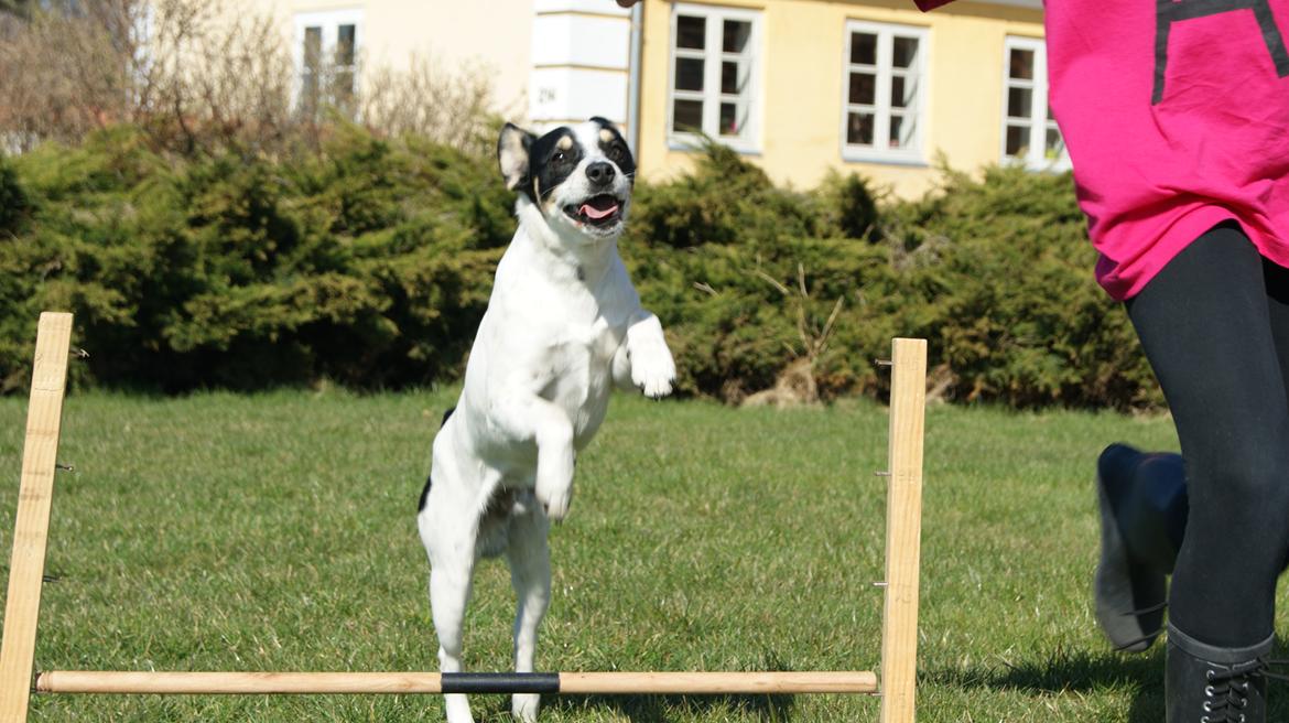 Dansk svensk gaardhund Waldemar Sejr billede 7