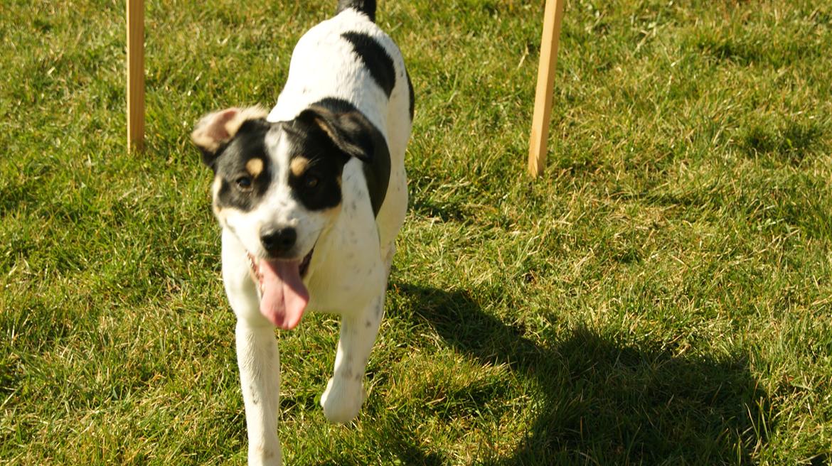 Dansk svensk gaardhund Waldemar Sejr billede 8