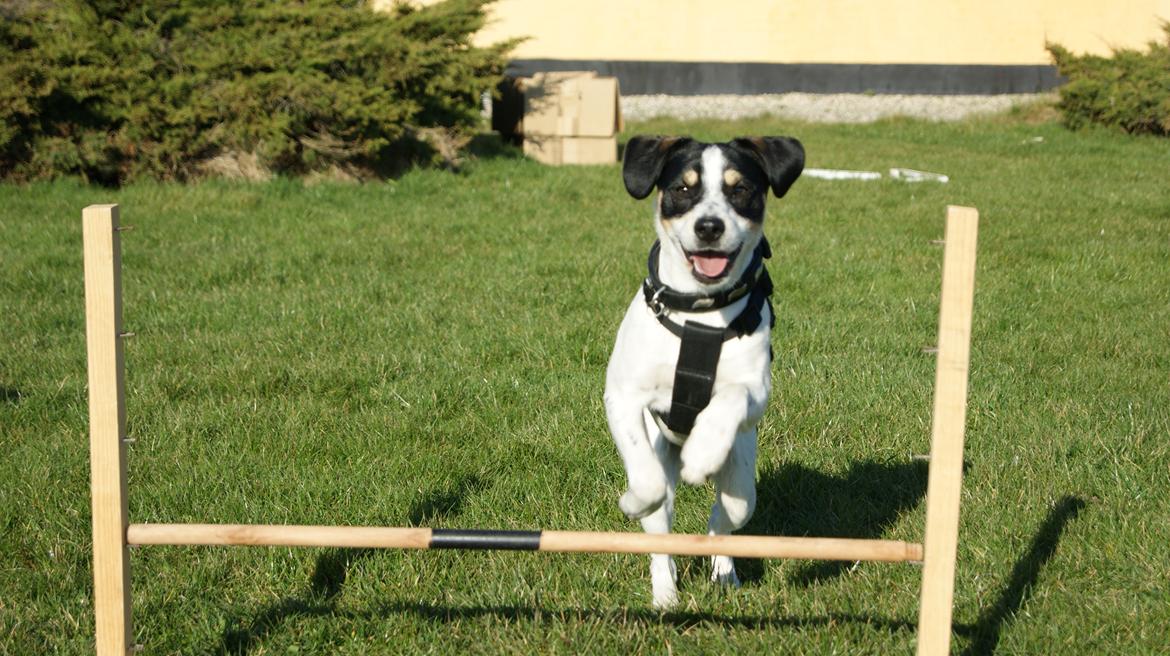 Dansk svensk gaardhund Waldemar Sejr billede 6