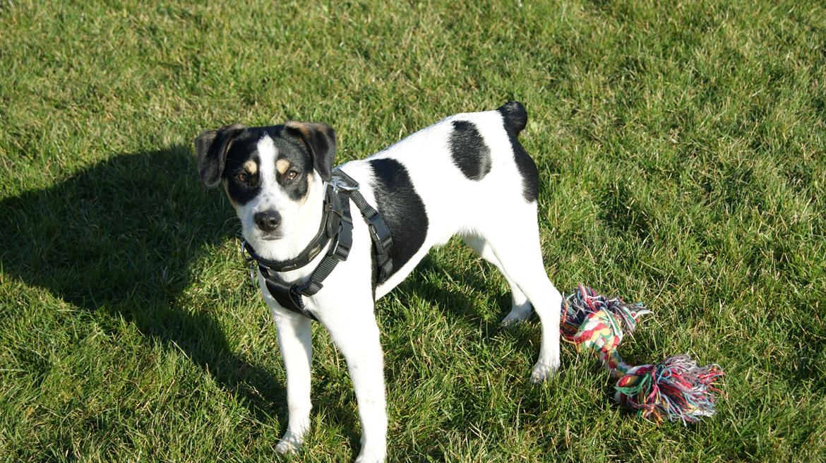 Dansk svensk gaardhund Waldemar Sejr billede 9