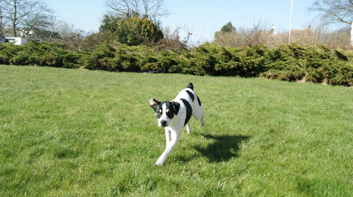 Dansk svensk gaardhund Waldemar Sejr billede 10