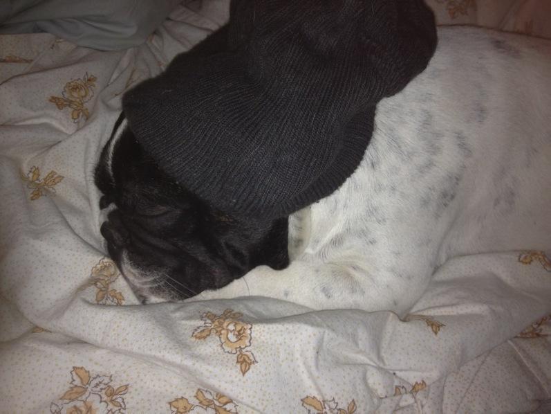 Fransk bulldog Bjarne - En meget træt Bjarne med hue på billede 4