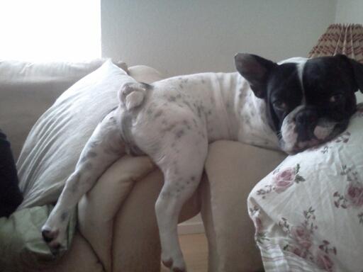 Fransk bulldog Bjarne - Er jeg ikke sød :) billede 1