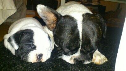 Fransk bulldog Bjarne - Far og søn :) billede 17