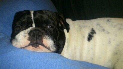 Fransk bulldog Bjarne - Så skal der slappes af  :) billede 11